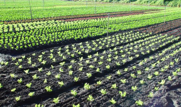 dsc20050727_091048_222